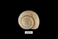 藏品(臺灣薄殼扁蝸牛)的圖片